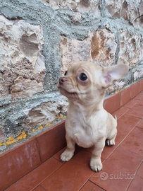 Chihuahua