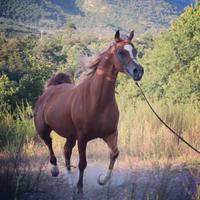 Fattrice Araba Domata con pedigree ANICA