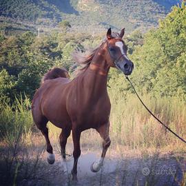 Fattrice Araba Domata con pedigree ANICA