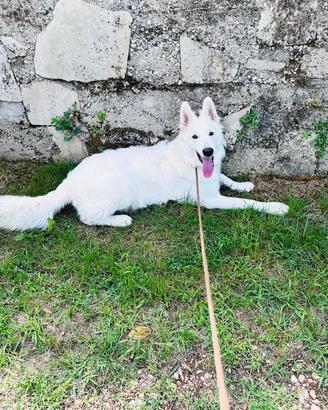 cucciolone di Pastore Svizzero 