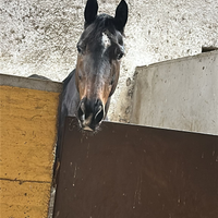 Psi 9 anni per passeggiate