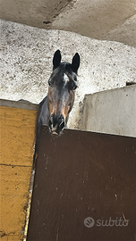 Psi 9 anni per passeggiate