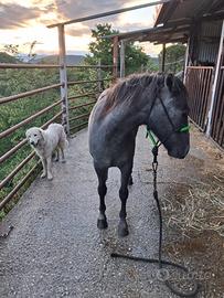 Cavallo