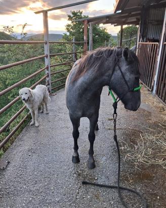 Cavallo