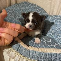 Chihuahua mini blu e bianco pelo lungo