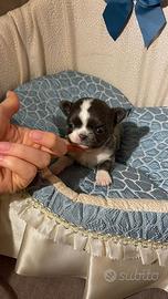 Chihuahua mini blu e bianco pelo lungo