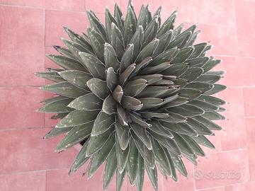 pianta grassa Regina Vittoria 