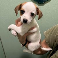 Cagnolini mix pincher