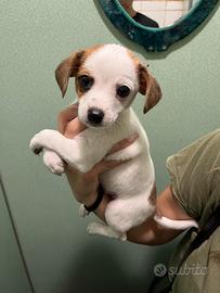 Cagnolini mix pincher