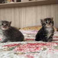 Gattini British longhair