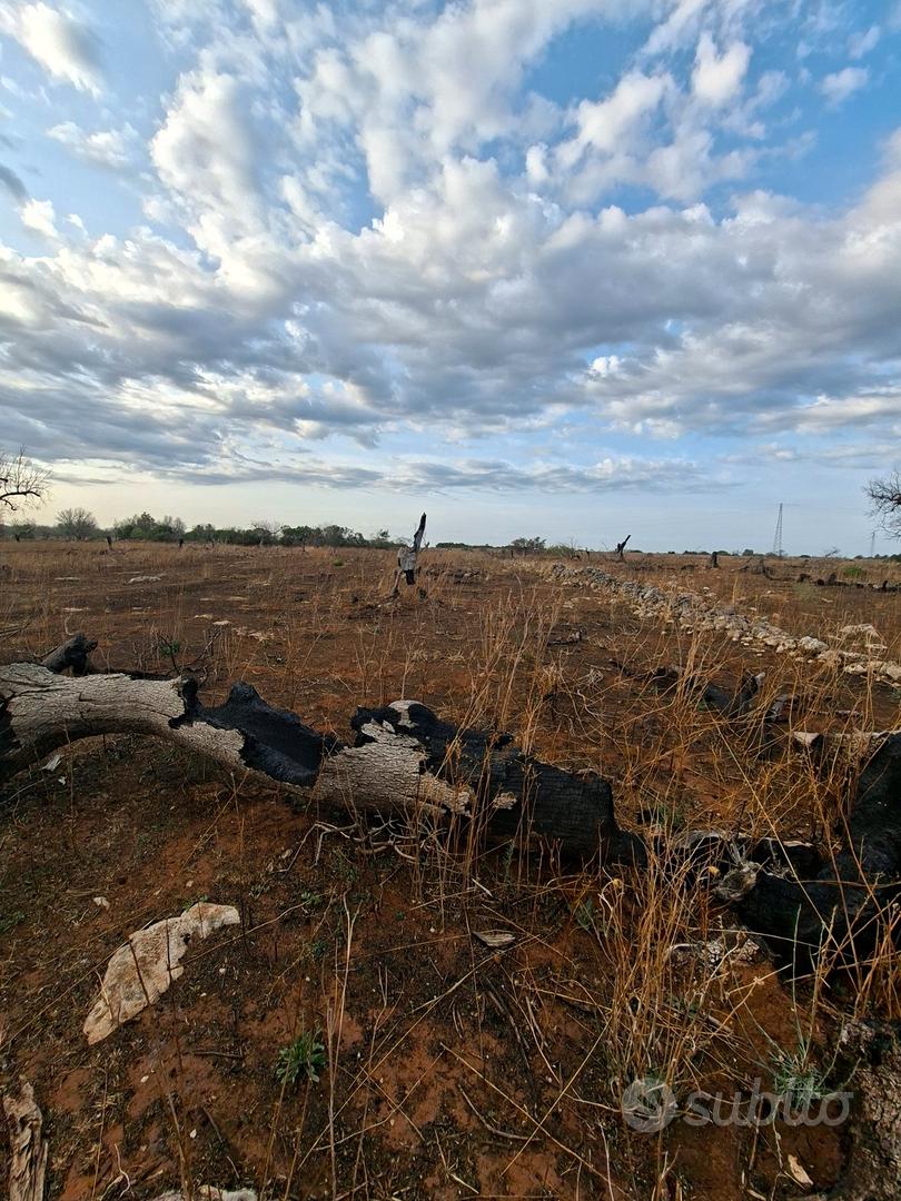 Terreno agricolo località Mascarane - Vista 5