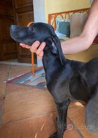 Pointer inglesi cuccioli