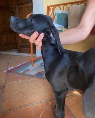 Pointer inglesi cuccioli