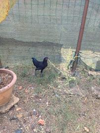 Ayam cemani/Phoenix
