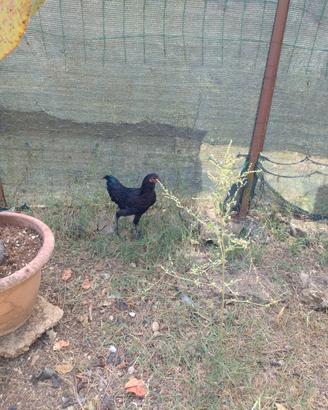 Ayam cemani/Phoenix