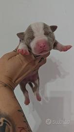 American pitbull terrier