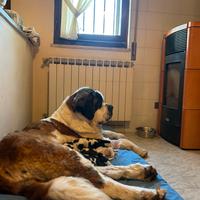 Cuccioli di San Bernardo