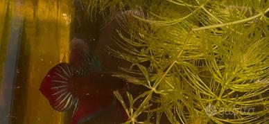 Betta Splendens "Phu Ruea "