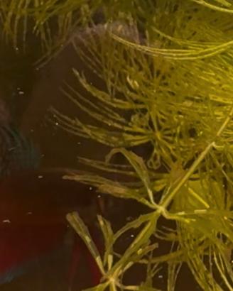 Betta Splendens "Phu Ruea "