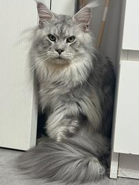 Maine coon