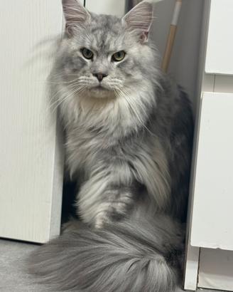 Maine coon