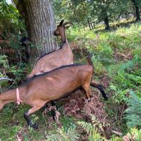 Capre camosciata delle alpi