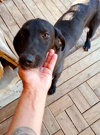 Incrocio Weimaraner