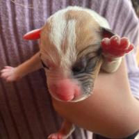 Cuccioli di pitbull