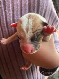 Cuccioli di pitbull