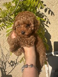 Barboncino toy fulvo femmina