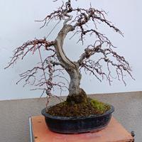 Bonsai di Carpino argentato h 98 cm