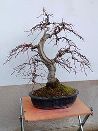 Bonsai di Carpino argentato h 98 cm