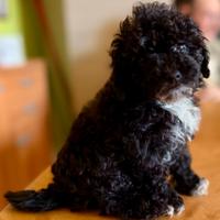 Cuccioli di barboncino nano