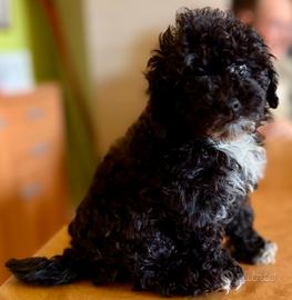 Cuccioli di barboncino nano