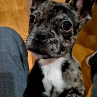 Bulldog francese per monta