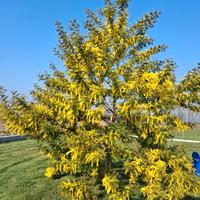 Artigiano tutto fare