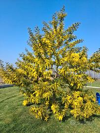 Artigiano tutto fare