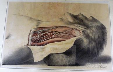 disegno anatomico antico