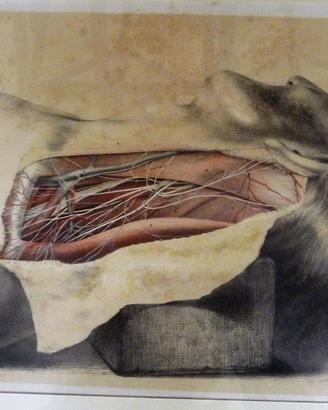 disegno anatomico antico