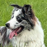 Cuccioli Border collie