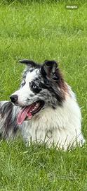 Cuccioli Border collie