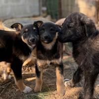 Lupetti taglia medio piccola cuccioli