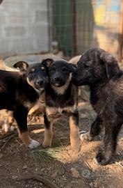 Lupetti taglia medio piccola cuccioli