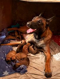 Belga malinois