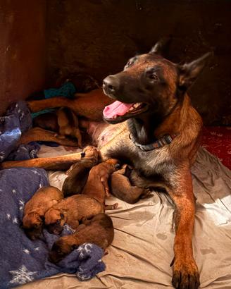 Belga malinois