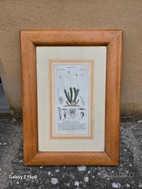 Stampa Botanica Antica del 1834-1847 incisa sul ra