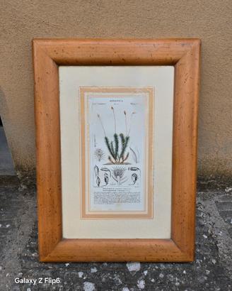 Stampa Botanica Antica del 1834-1847 incisa sul ra