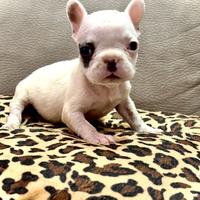 Bulldog francese