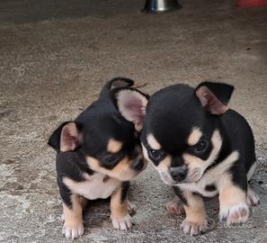 Cuccioli di chihuahua femminucce