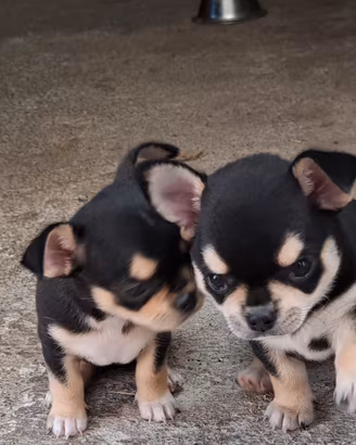 Cuccioli di chihuahua femminucce